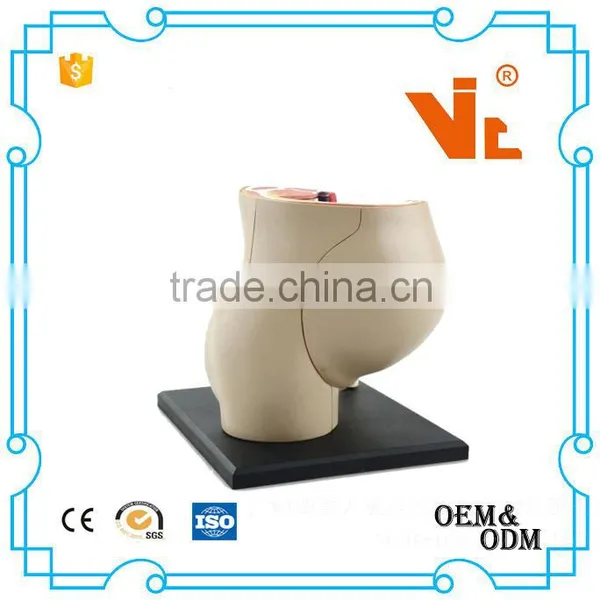 V-HM02 4D MASTER The Parent Organization of Human Uterus With the Fetus Assembled Model Quality Choice photo-4