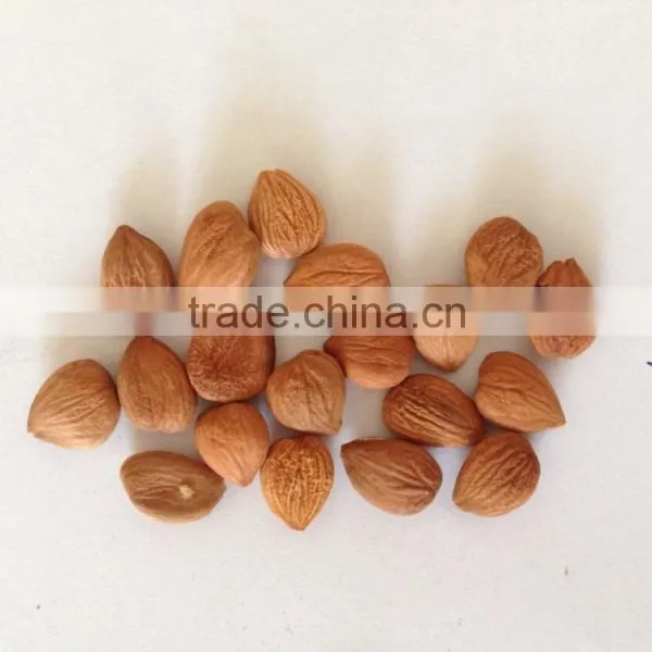 Chinese Bitter Bulk Apricot Kernels With Good Quality photo-4