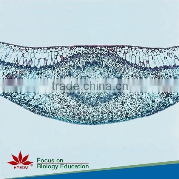 Plant & Anther Meiosis Prepared Slides Individual Microscope Prepared Slide photo-2