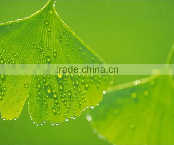 High Quality Natural Ginkgo Biloba Extract/Ginkgo Biloba Extract Powder photo-2