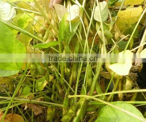 Dried Black Soybeans With Yellow Kernel photo-2