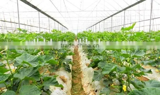 Cheap Tunnel Vegetable Greenhouse With Shading Screen photo-5
