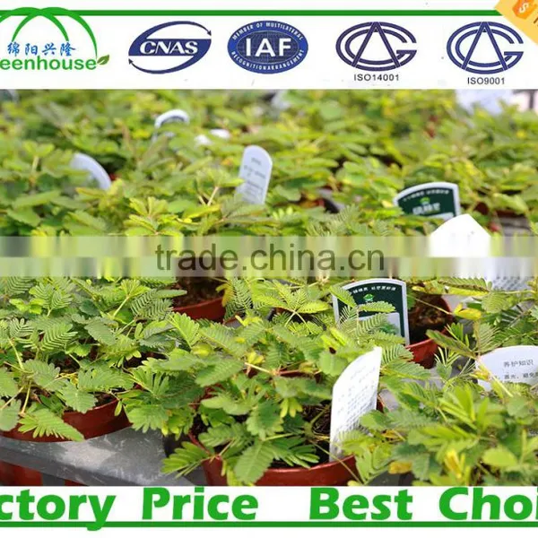 Low Cost 100,150,200 Micron Tunnel Multi Span Plastic Film Agricultural Commercial Greenhouse photo-6