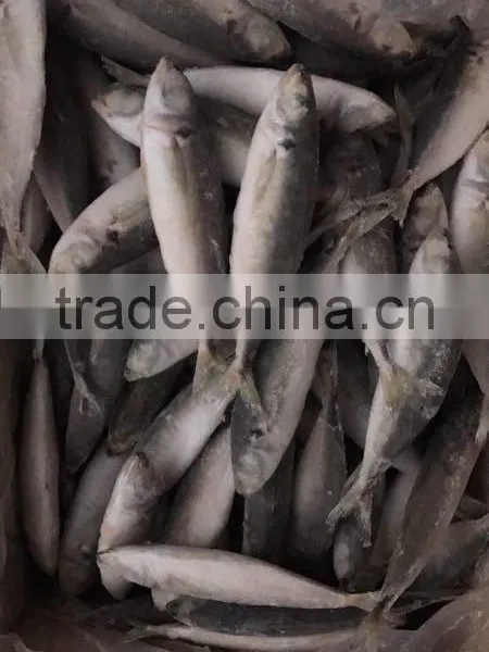 IQF Frozen Horse Mackerel/round Scad photo-2