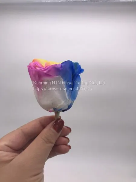 Preserved Rose Preserved Flowers Dried Flowers Birthday Valentine Party Wedding photo-3