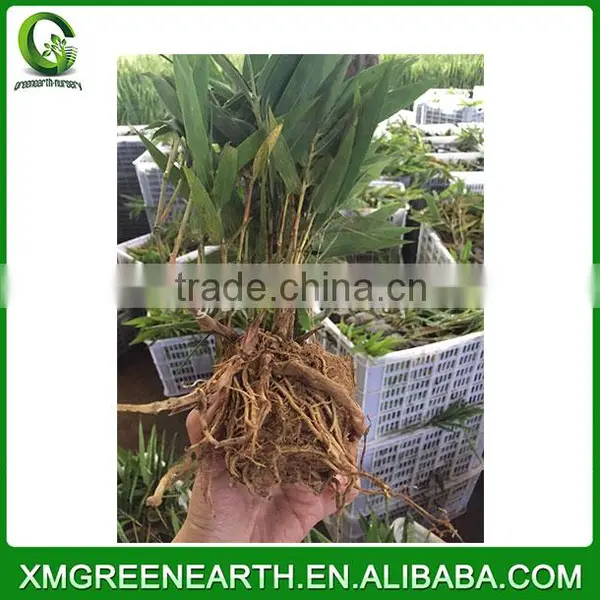 PHYLLOSTACHYS PUBESCENS -- Moso Bamboo Small Plant in Plastic Pots (4)