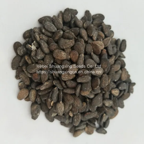 Good Flavor Hybrid Golden Yellow Rind Watermelon Seed photo-3