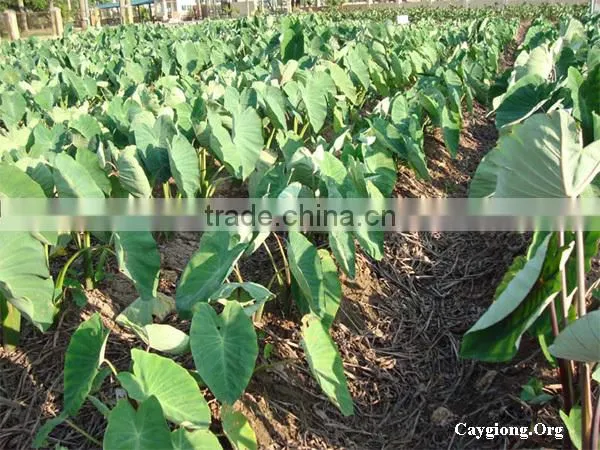 HOT PRODUCT FROZEN TARO - HIGH QUALITY photo-3