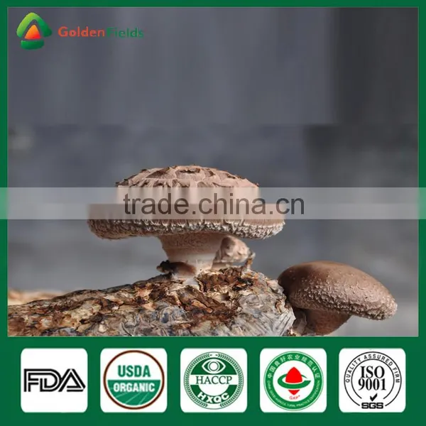 Market Price for Mushroom,Shiitake Mushroom Price,Mushroom For Sale photo-2
