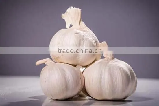 2016FRESH GARLIC photo-5