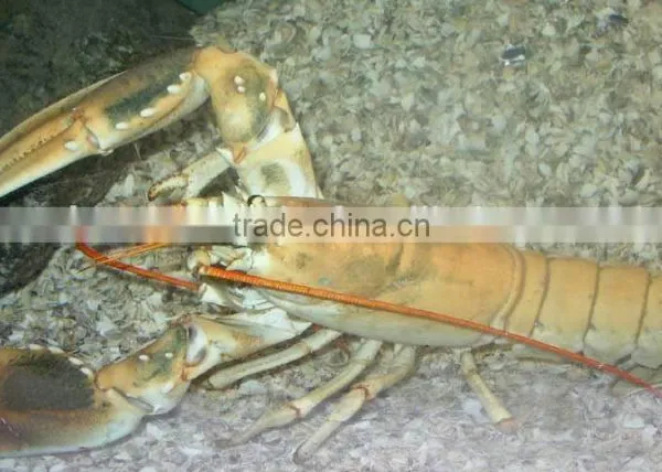 Fresh Live Lobster Available