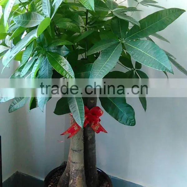 80cm Pachira Five Braided Tree Birng Luck Pachira Houseplant Bonsai