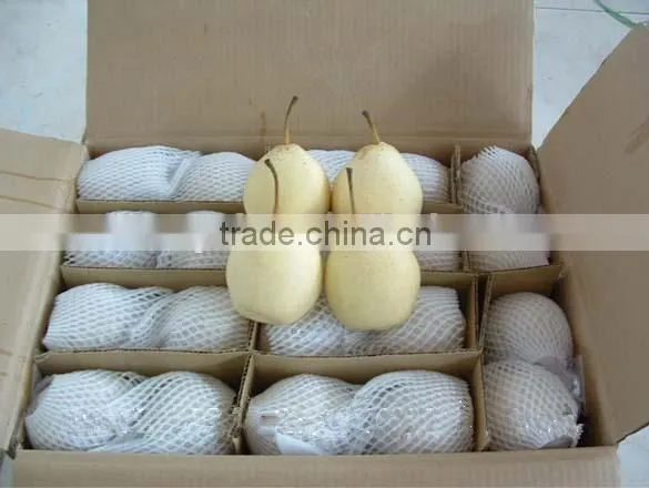 New Crop Fresh Ya Pear photo-3