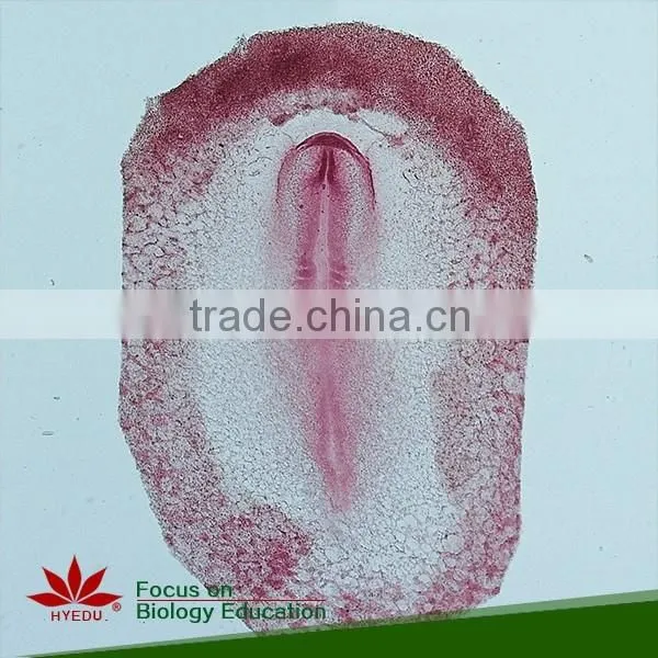 100pcs/set Histology and Embryology Microscope Glass Slides photo-2