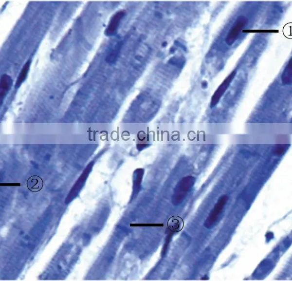 Microslide Zea Mays,Indonesia Microscope Glass Slide photo-4