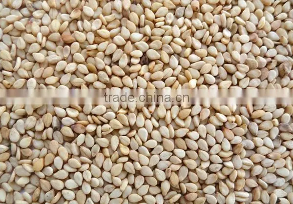 Superior Quality Sesame Seeds for Oil Extraction photo-2