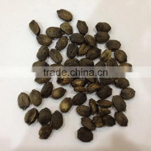 Linong Green Bitter Melon the Gourd Seed