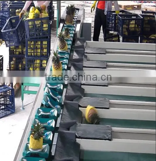Fruits Shaddock Grading Machine Sorter Grader Separator Weight Sorting Machine photo-3