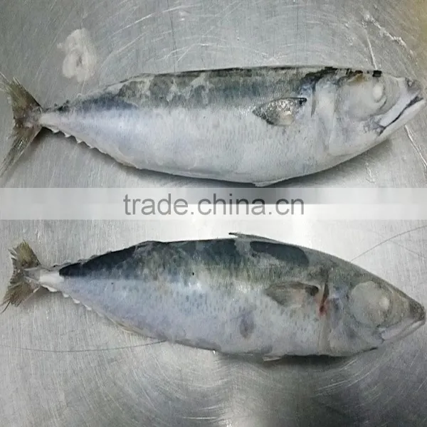 Pacific Mackerel Cheap Fish photo-3