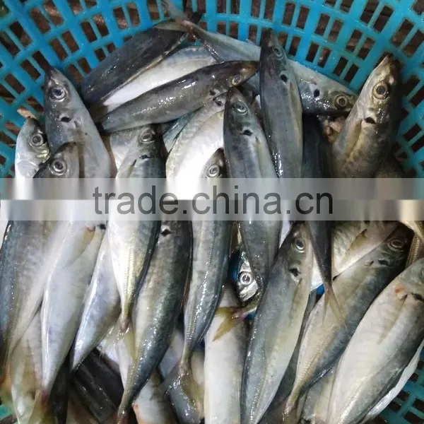 Horse Mackerel Frozen Seafood Small Eye Horse Mackerel Fresh photo-4