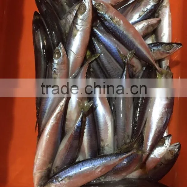 Below 150g Frozen Pacific Mackerel photo-5