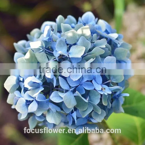 Natural Flower Fresh Cut Hydrangea With Variety of Colors photo-5