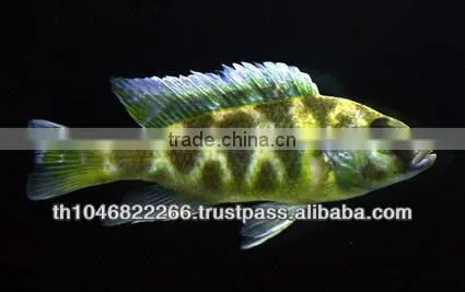 Cichlid Fish Farm for Sale and Export photo-3