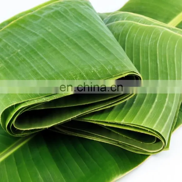 BEST Price Natural LEAF Banana Leaves/Fresh Banana Leaf photo-4
