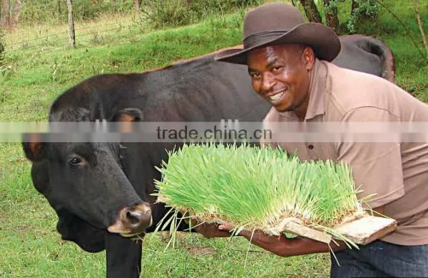 Automatic Soilless Cultivation Seeds Grains Sprouting Machine for Growing Livestock,animal,cattle,sheep Fodder photo-2