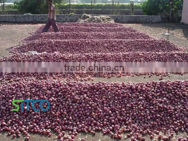 Fresh Golti Onion photo-4