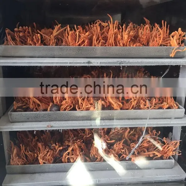 Maca Freeze Dryer photo-6