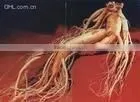 Korean Ginseng Extract Capsule