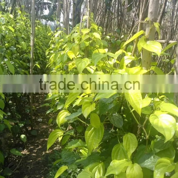 Betal Leaf for Medicine Use