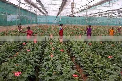 Fresh Cut Flowers Available... photo-2
