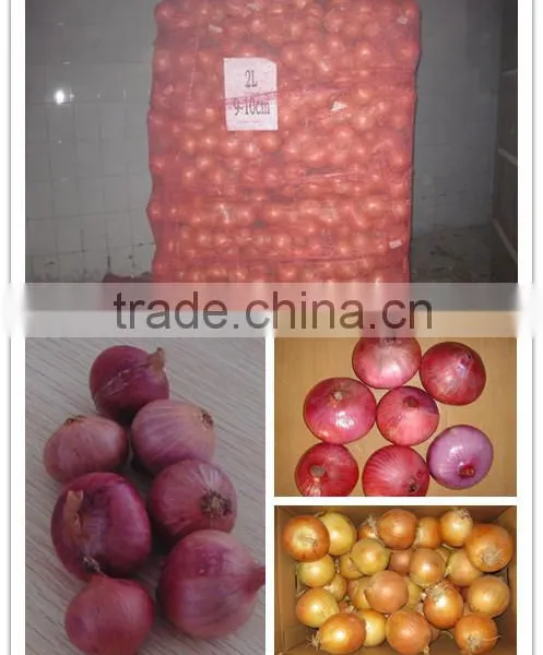 Onion Specification Fresh Wholesales Price photo-6