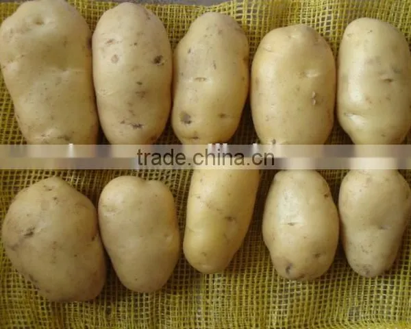 250G Size of 10KG Fresh Holland Potato photo-4