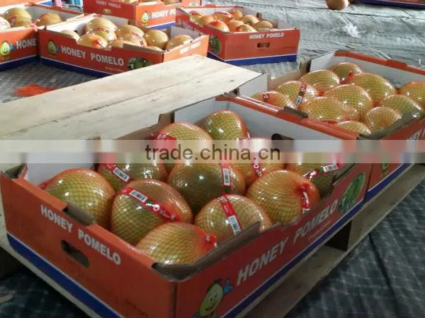 Pomelo New Crop photo-4