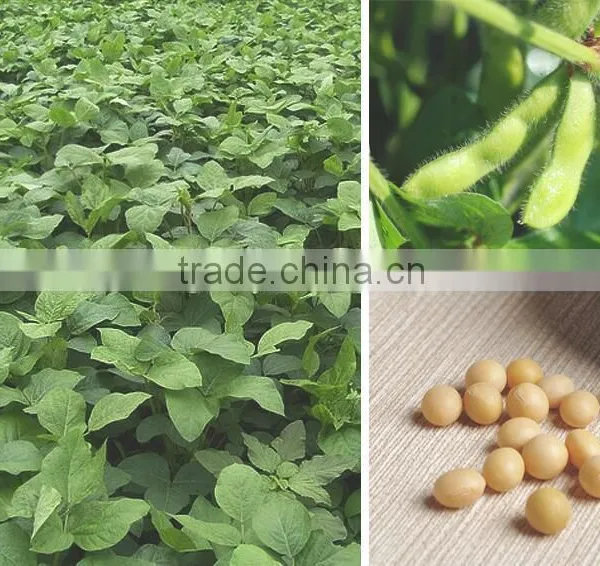 Bean Product Tofu Stick Dried Yoba Bean Stick photo-2