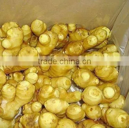 Chinese Fresh Fat Giant Big Natural Mature Ginger