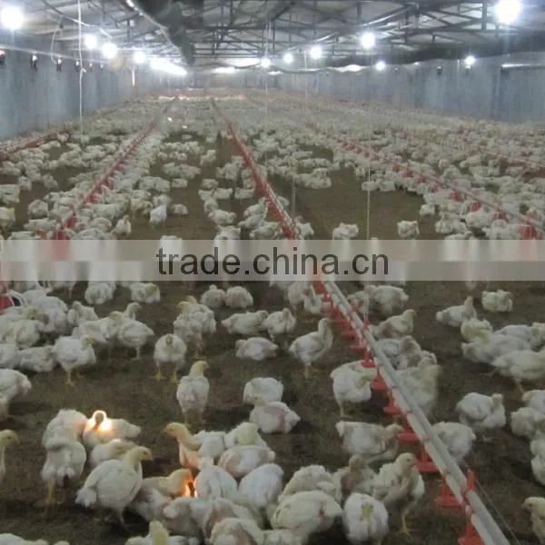 Livestock Equipment Automatic Drinker for Birds
