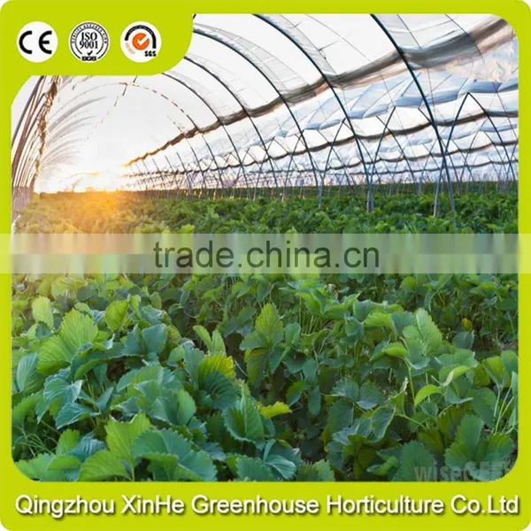 Low Cost Aluminum Single-Span Greenhouse photo-3