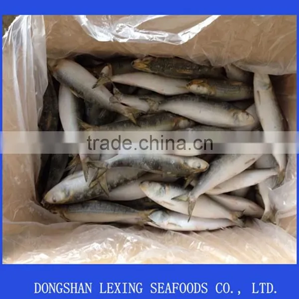 IQF Frozen Sardine 60-70pcs photo-2
