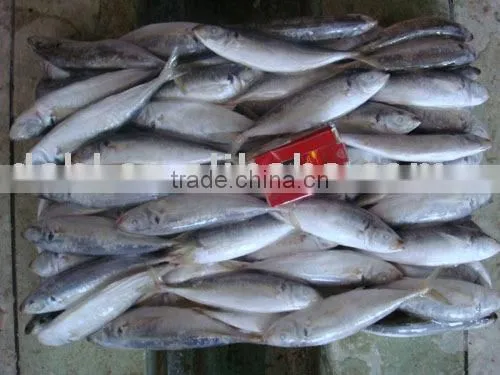 Frozen Horse Mackerel photo-2