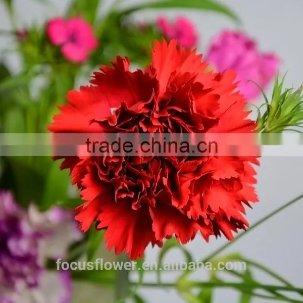 good petals red carnation flower to workmates