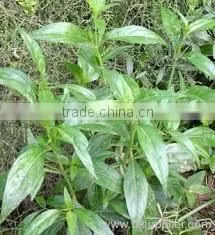 Belladonna Extract photo-3