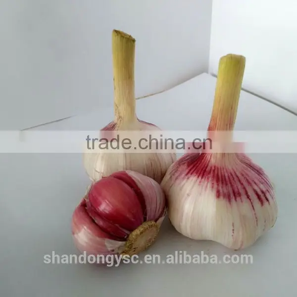 Export Fresh Garlic From Jinxiang, Best Quality Chinese Garlic photo-3