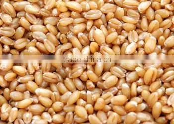 Wheat Grains for Sale