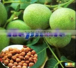 Big Model Fresh Walnut Husk Peeling Machine