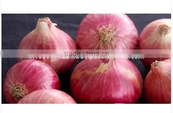 Indian Origin Red Onion
