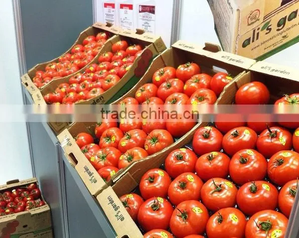 Tomato photo-2
